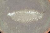 Fossil Worm (Fossundecima) Pos/Neg - Illinois #120949-1